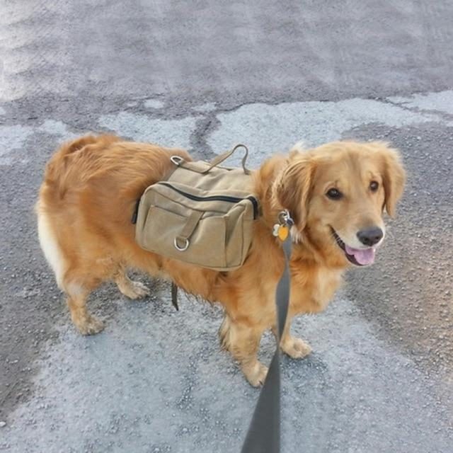 Sac À Dos De Voyage Pour Chien Sac De Selle