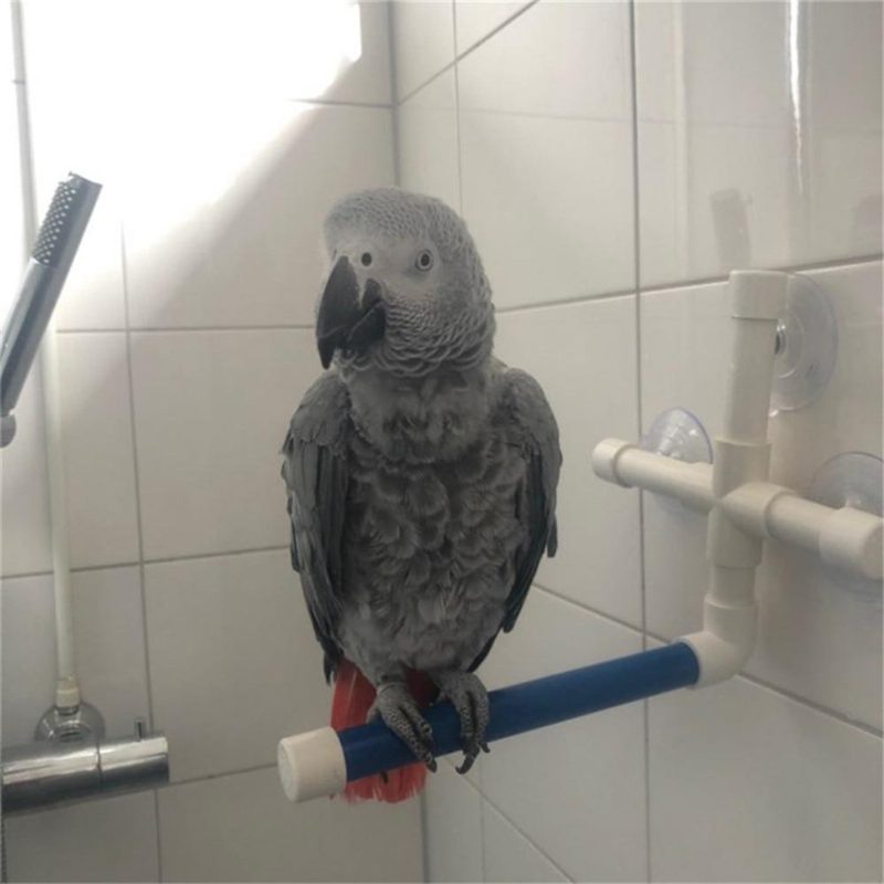 Support De Douche Pliant Oiseau