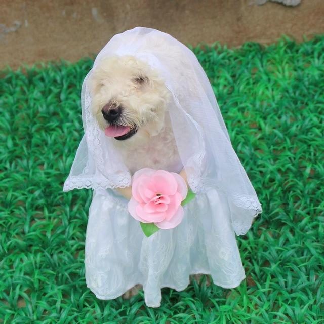 Tenue De Mariage Pour Animaux De Compagnie