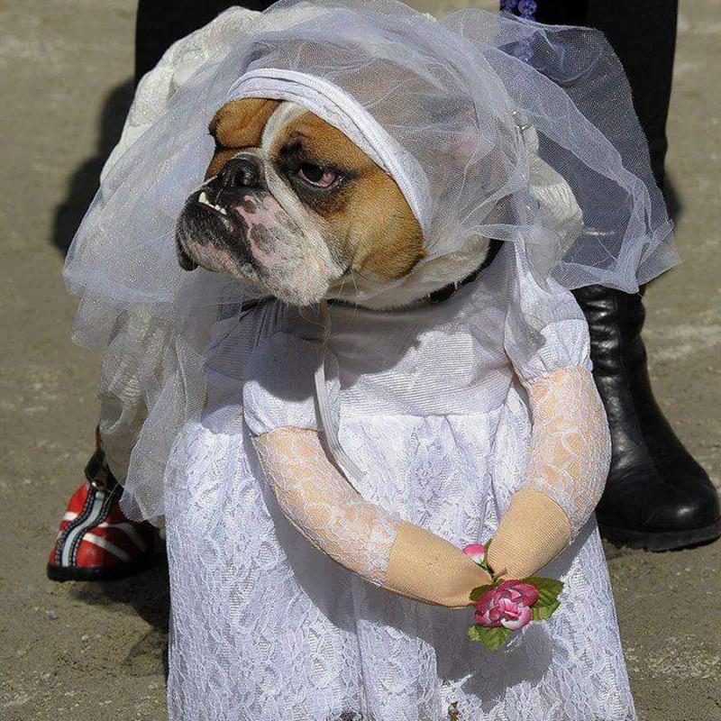 Tenue De Mariage Pour Animaux De Compagnie