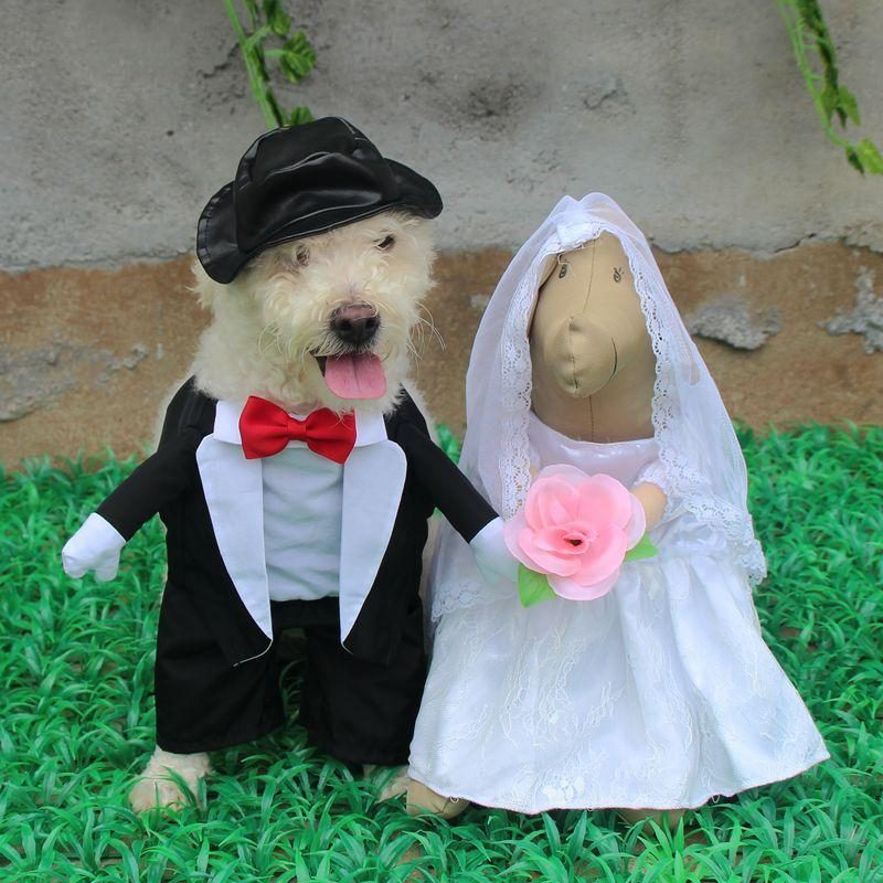 Tenue De Mariage Pour Animaux De Compagnie