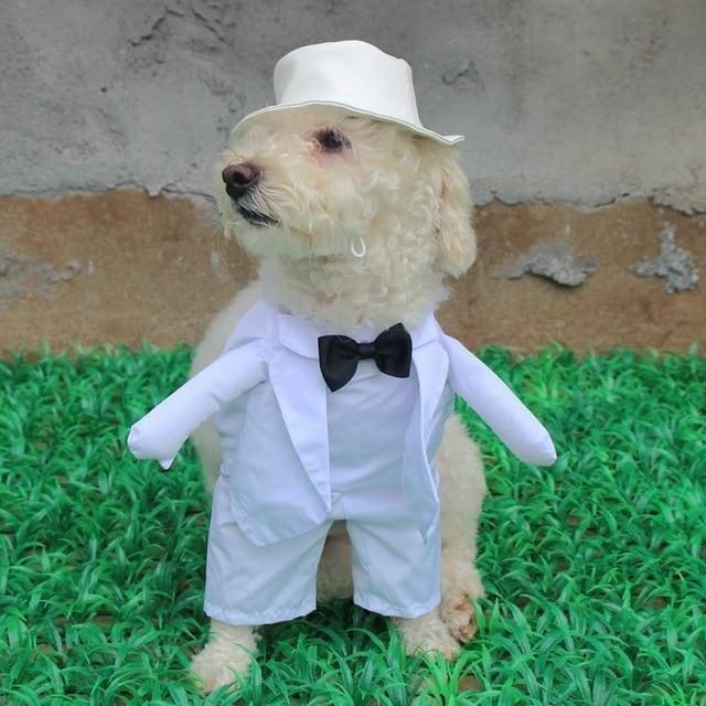 Tenue De Mariage Pour Animaux De Compagnie