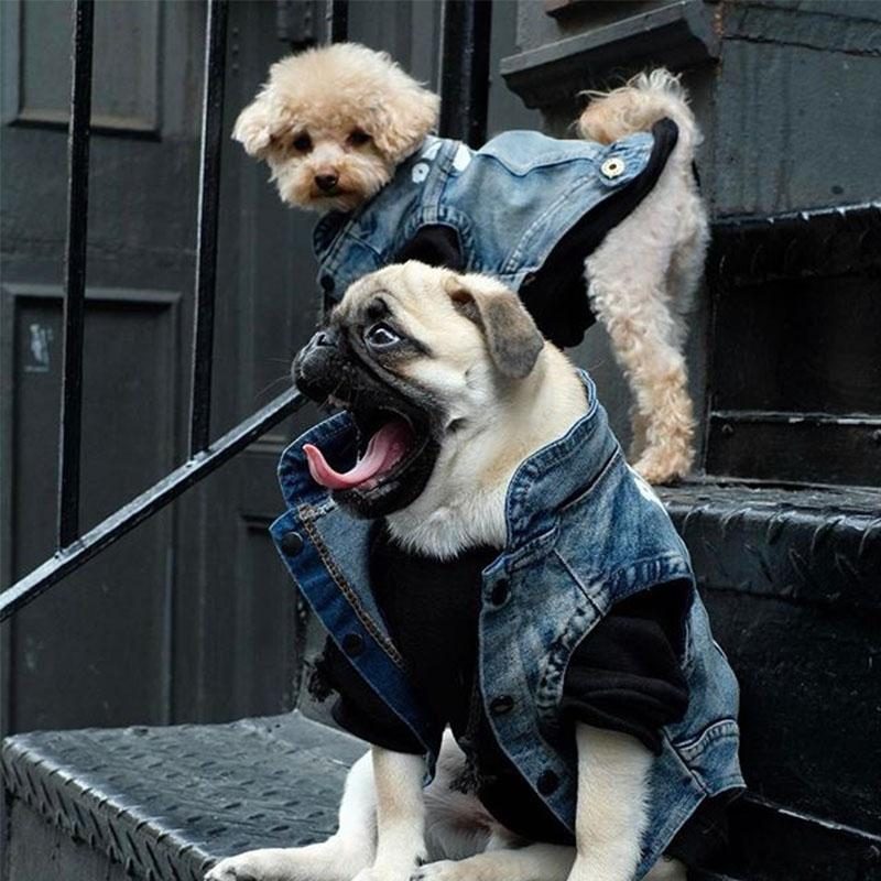 Veste En Jean Pour Chien