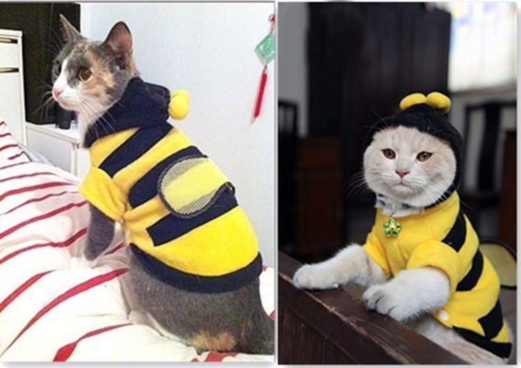 Vêtements D'abeille Pour Votre Chat