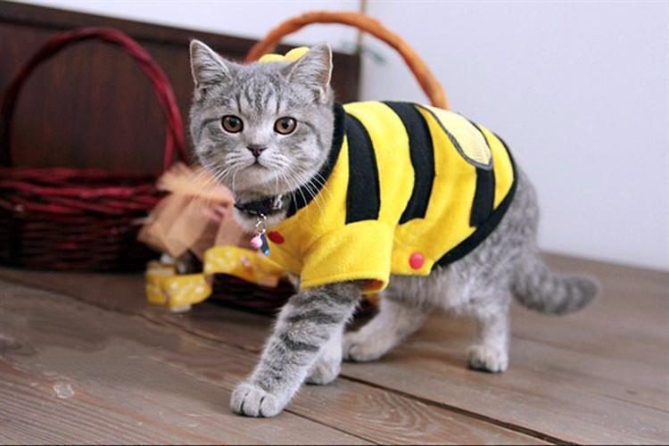 Vêtements D'abeille Pour Votre Chat