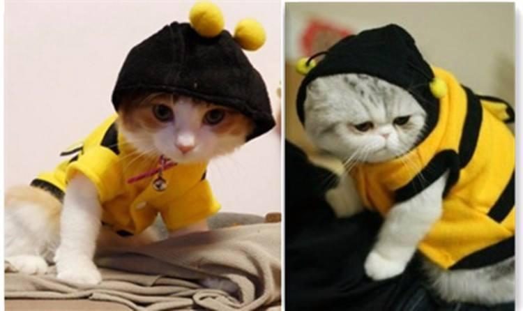 Vêtements D'abeille Pour Votre Chat