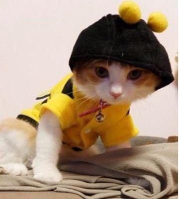 Vêtements D'abeille Pour Votre Chat