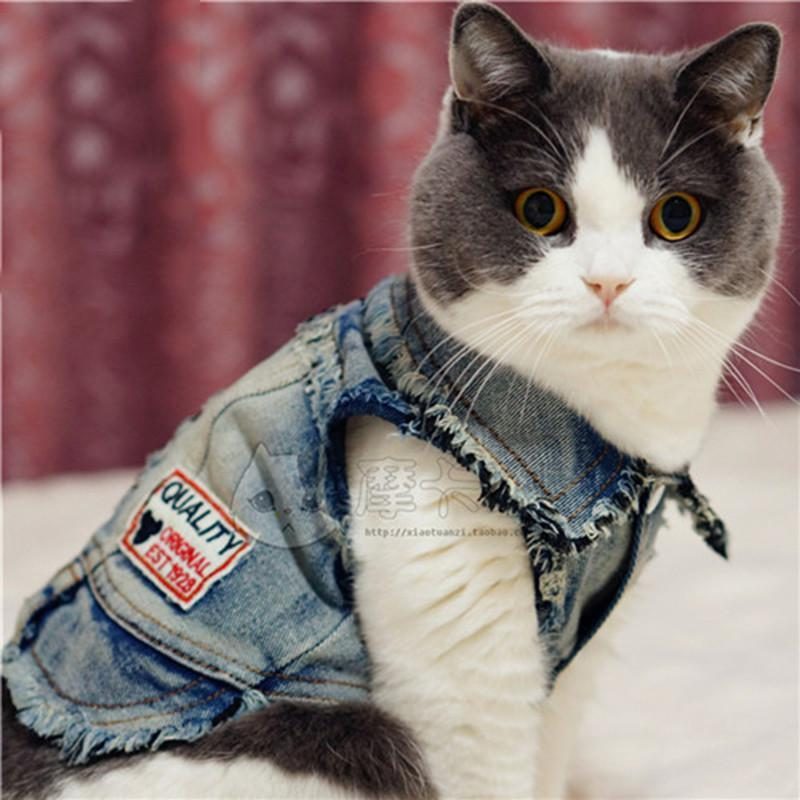 Vêtements En Denim De Chat Chauds À Quatre Pattes Mignons