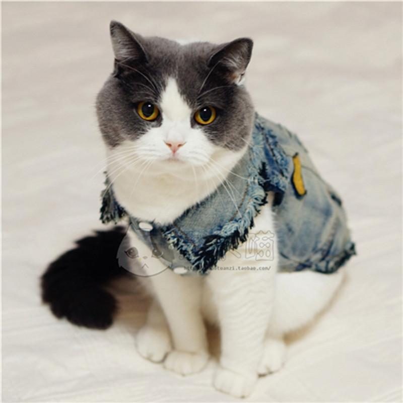 Vêtements En Denim De Chat Chauds À Quatre Pattes Mignons