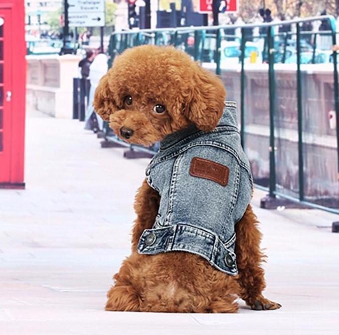 Vêtements Pour Chiens En Denim D'été Bleu Jean